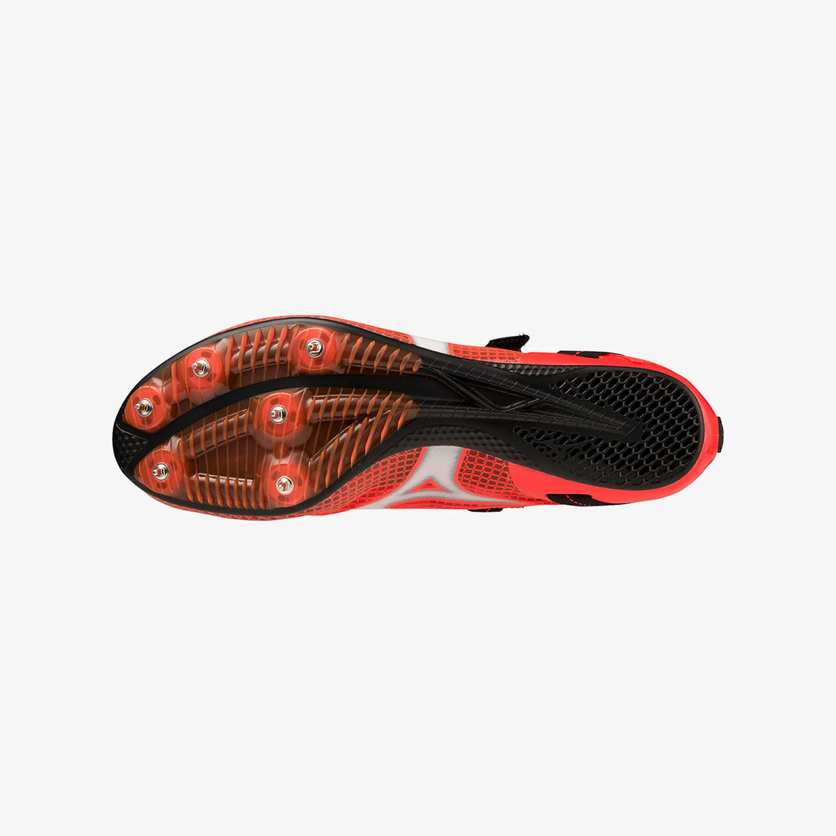 Black Fiery Coral (02)